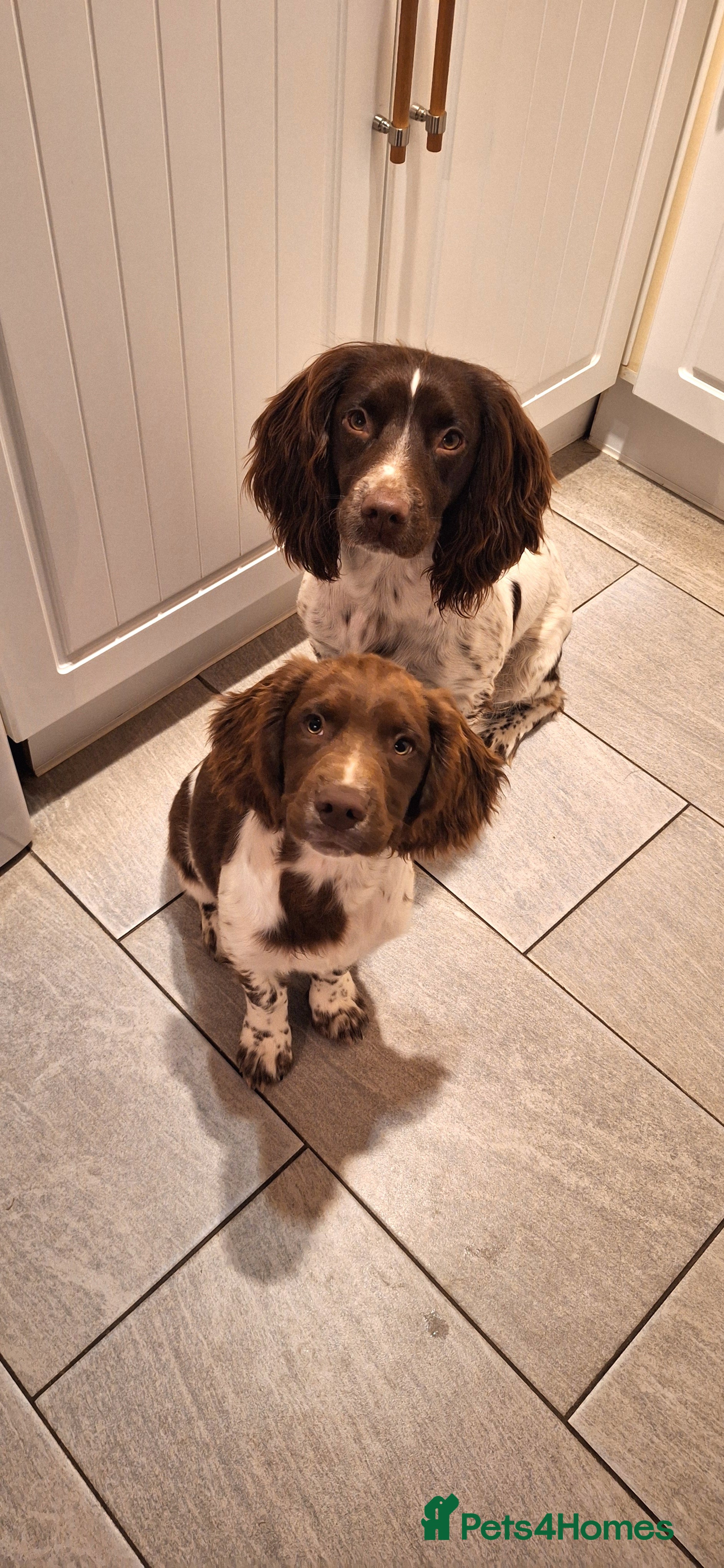 English Springer Spaniel dogs Lovely KC registered Working Springer Spaniel Pup - Advert 4