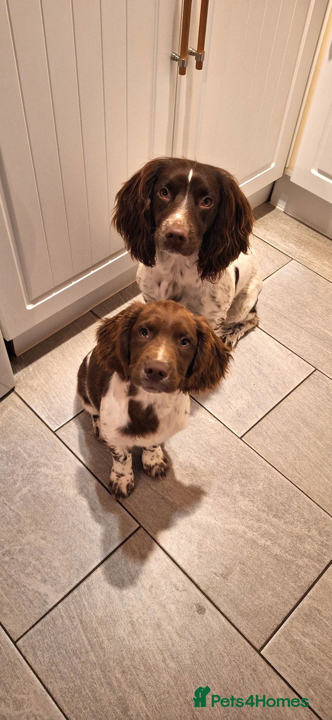 English Springer Spaniel dogs for sale: Lovely KC registered Working Springer Spaniel Pup in Ashford - Advert 1
