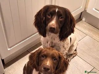 English Springer Spaniel dogs Lovely KC registered Working Springer Spaniel Pup - Advert 1