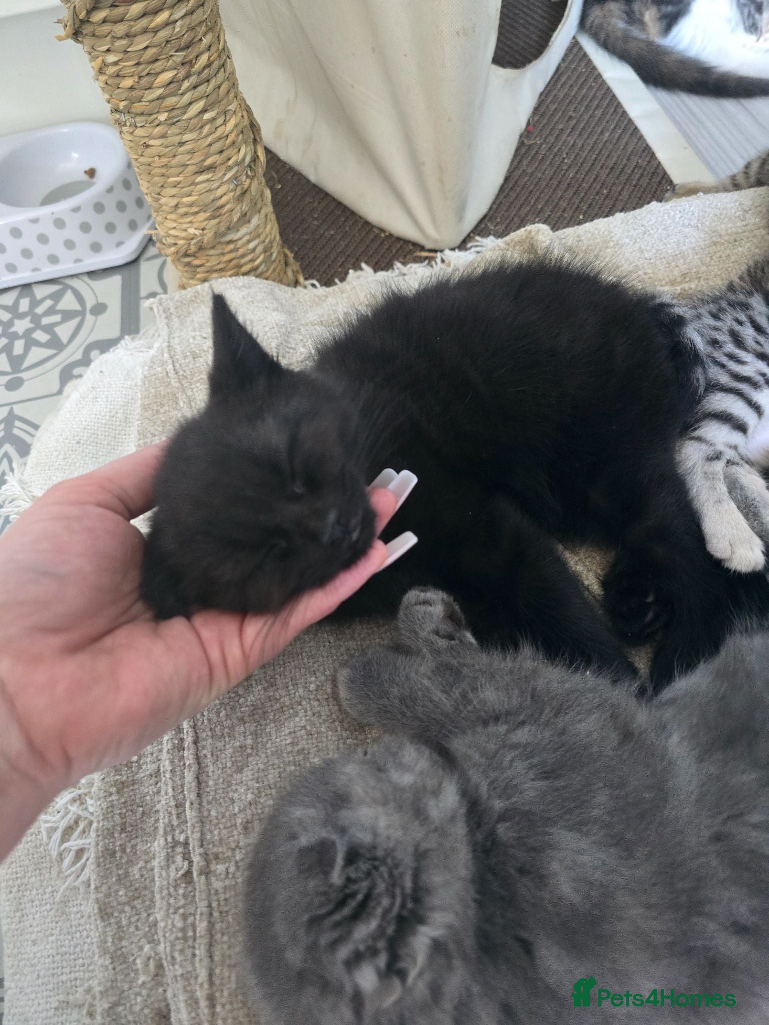 Scottish Fold cats 🖤REDUCED LAST ONE🖤SCOTTISH FOLD KITTENS🖤 - Advert 2