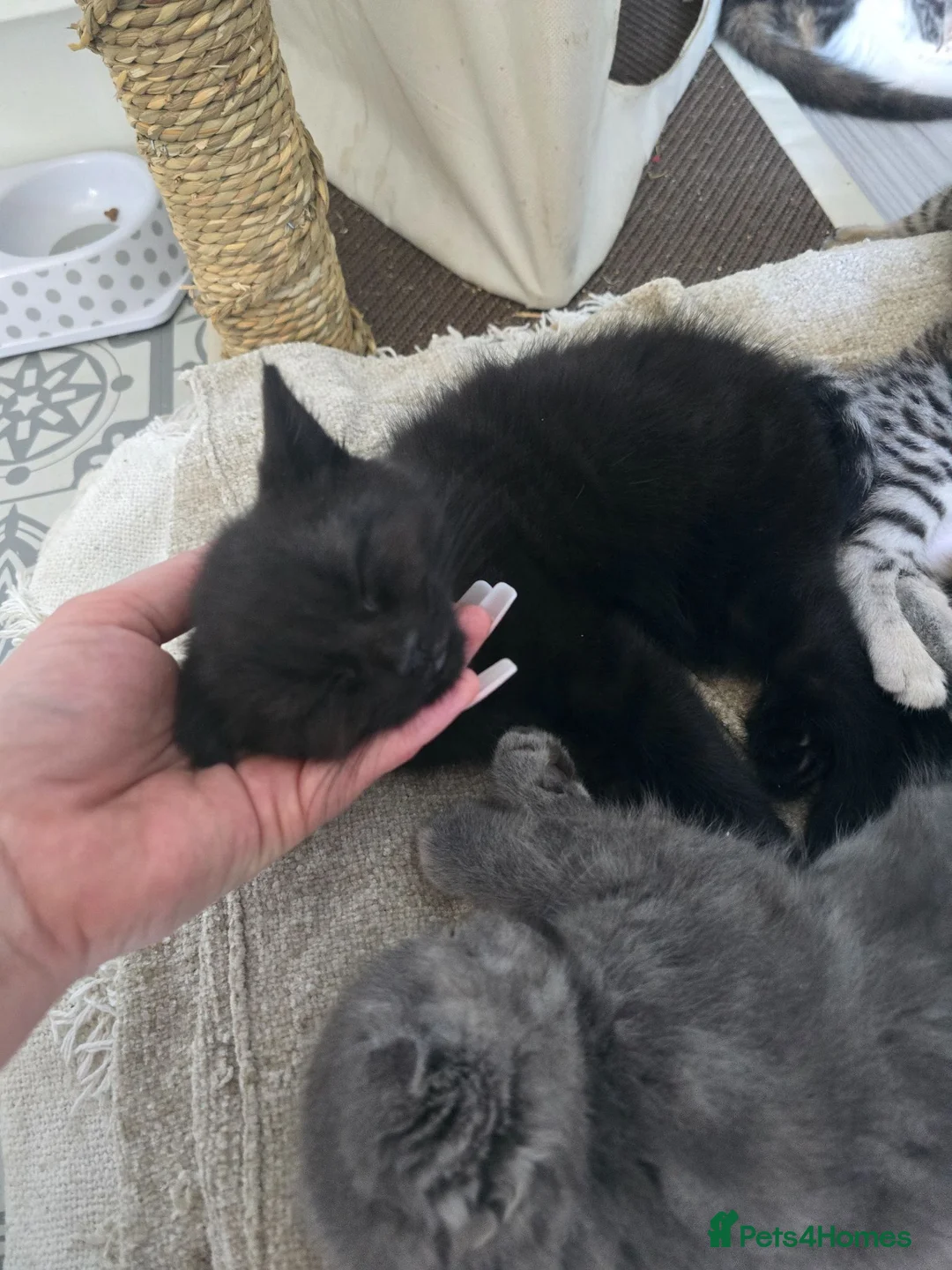 Scottish Fold cats for sale: 🖤REDUCED LAST ONE🖤SCOTTISH FOLD KITTENS🖤 - Advert 2