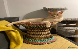 Abyssinian cats for stud: Champion lines Aby Red-Silver boy for stud in Romford - Image 10