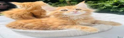 Maine Coon cats for sale: Pure breed Maine coon kittens  - Advert 13