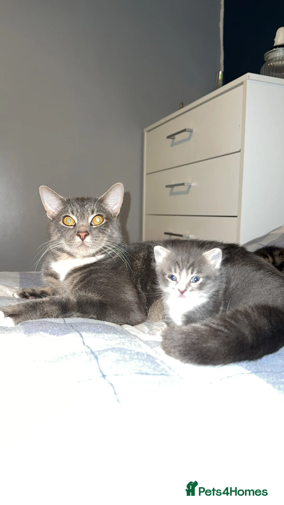 Mixed Breed cats for sale: BEAUTIFUL KITTEN.Maine coon/crossed  - Advert 12