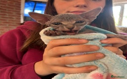 Sphynx cats for sale: Beautiful lot of Sphynx kittens from family pets - Image 13