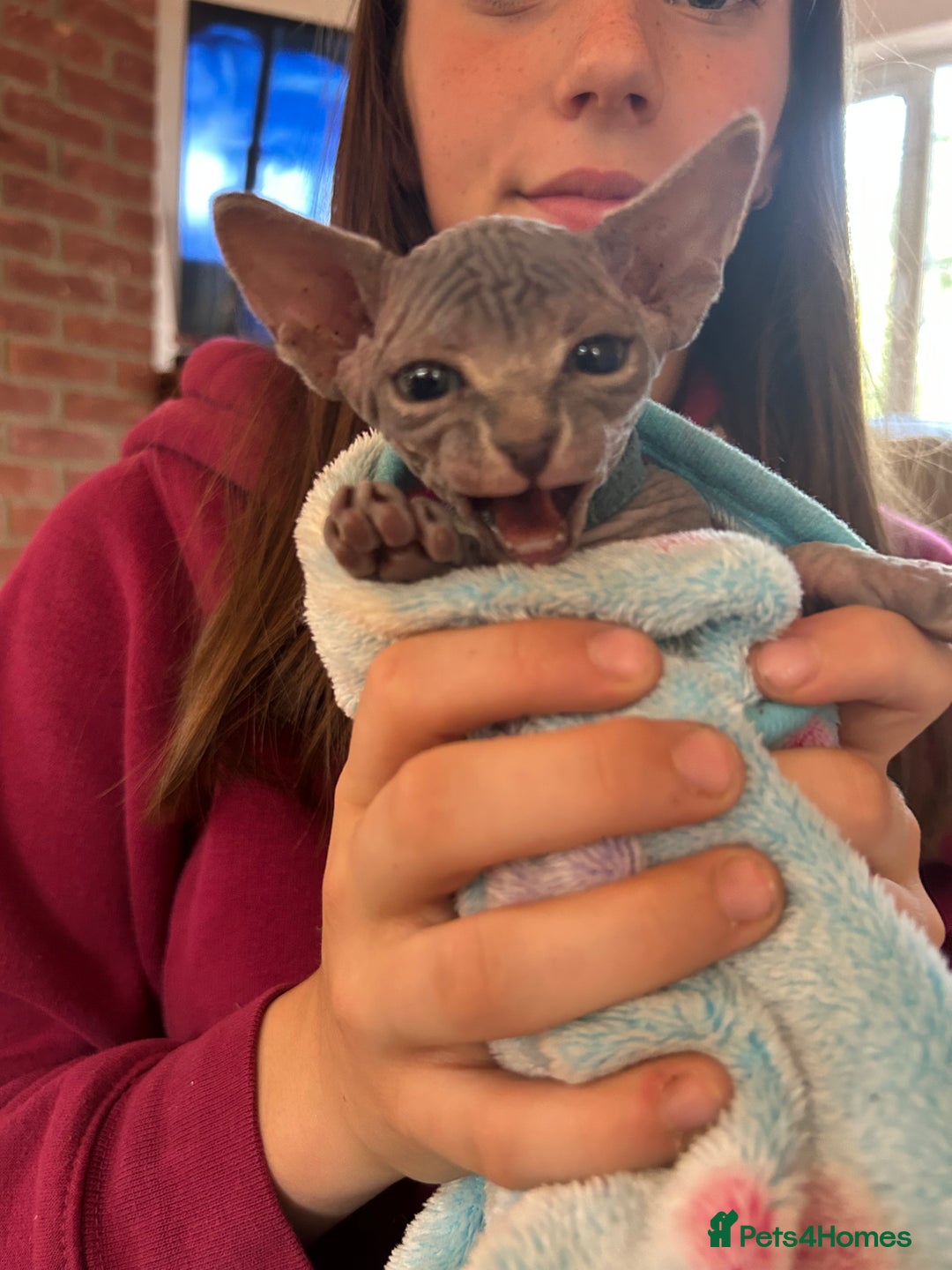 Sphynx cats for sale: Beautiful lot of Sphynx kittens from family pets - Image 13