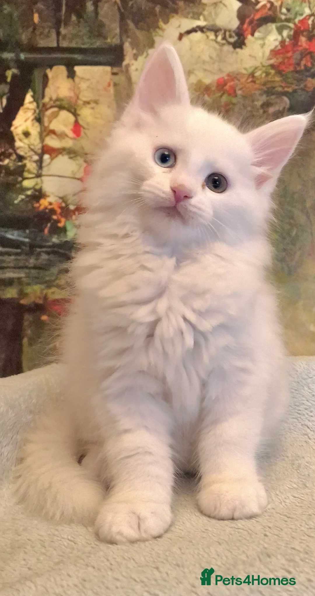 Maine Coon cats for sale: Maine Coon Kittens world Champion Bloodlines - Advert 2