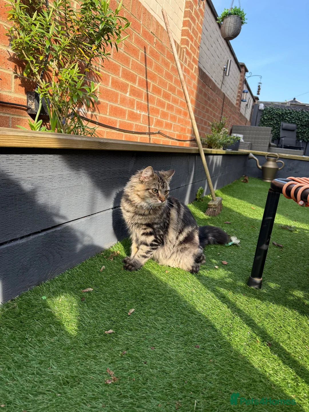 Mixed Breed cats for sale: Long haired female tabby  - Advert 5