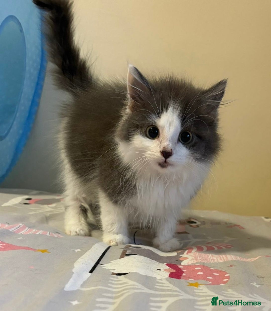 Ragdoll cats for sale: Ragdoll cross British Shorthair Kitten - Advert 15