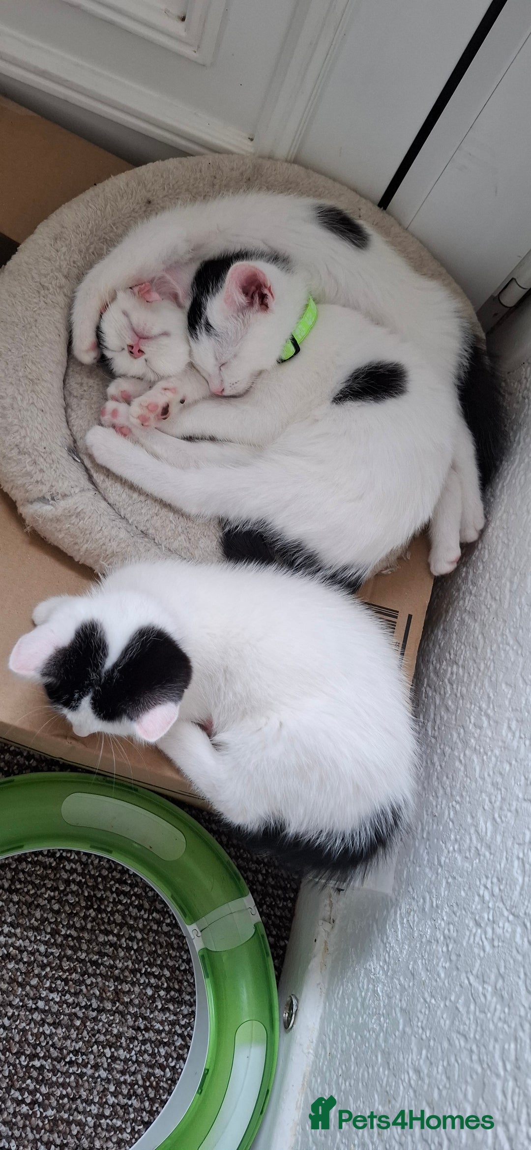 Mixed Breed cats for sale: Cute Furry Friends Ready to find new home. - Image 29