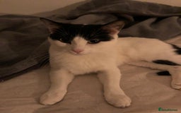 British Shorthair cats for sale:  cat FOR FREE - Image 2