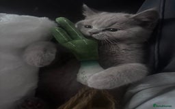 British Shorthair cats for sale: Beautiful lilac British shorthair  - Image 6