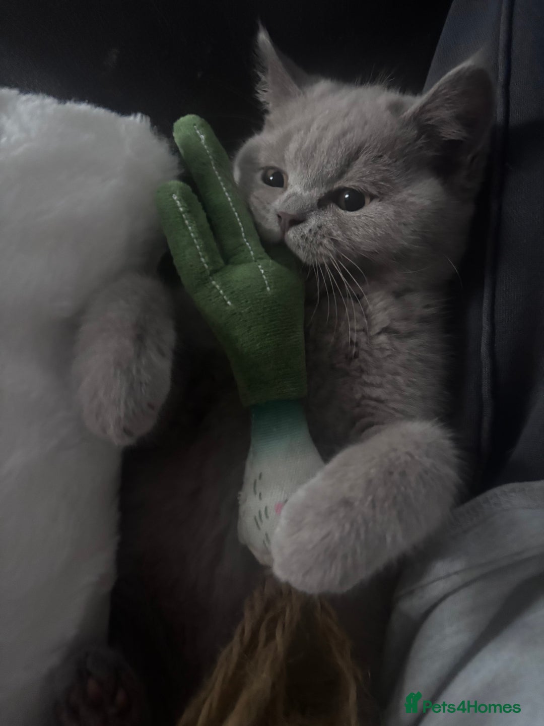 British Shorthair cats for sale: Beautiful lilac British shorthair  - Image 6