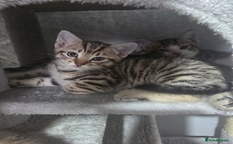 Bengal cats - Advert 1