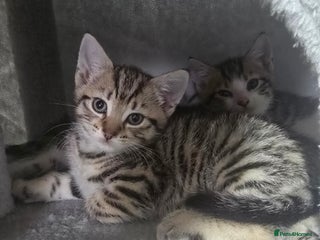 Bengal cats - Advert 2