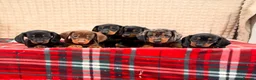 Miniature Dachshund dogs for sale: STUNNING KC MINI DACHSHUND PUPPIES READY NOW  - Advert 11