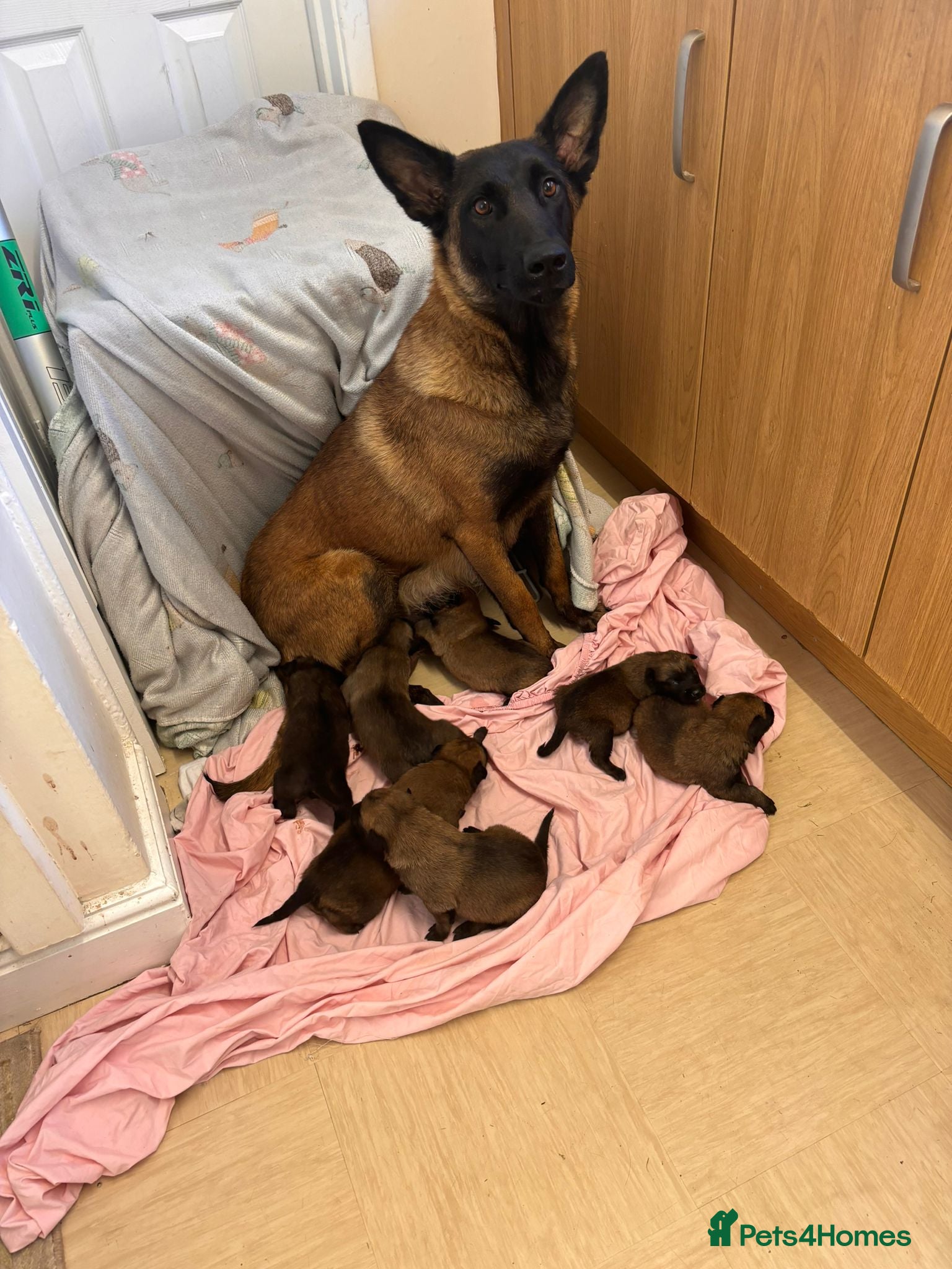 Belgian Shepherd Dog dogs 7weeks Kc Belgium,Malinois puppies  - Advert 6