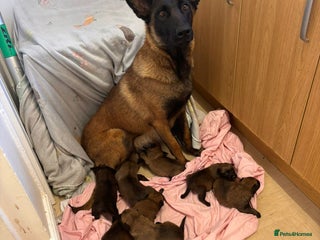 Belgian Shepherd Dog dogs Kc Belgium,Malinois puppies - Advert 6