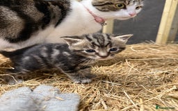 Mixed Breed cats for sale: 6 Cute Kittens Looking for Loving Homes - Image 11