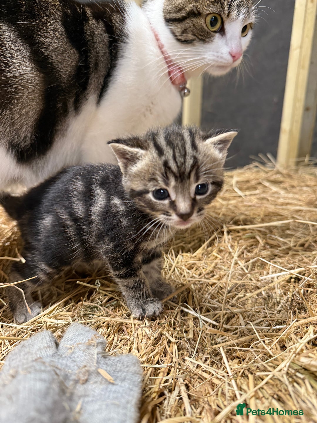 Mixed Breed cats for sale: 6 Cute Kittens Looking for Loving Homes - Image 11