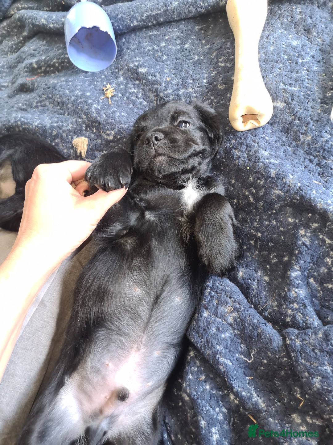Mixed Breed dogs for sale: Beautiful litter of spaniel Cross  - Image 15