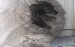 Mixed Breed cats for sale: 4 Persian chinchilla mix breed kittens  - Image 24