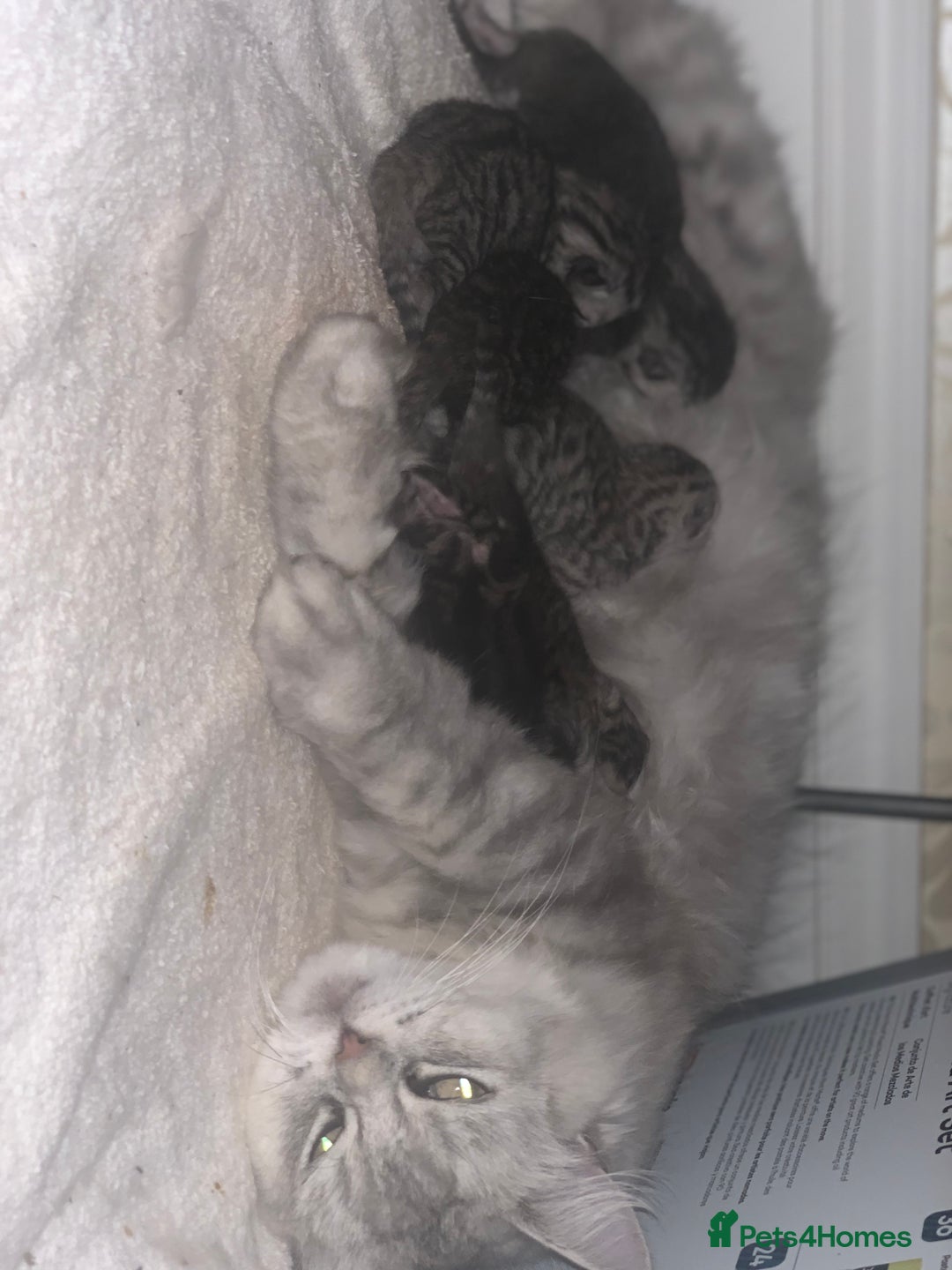 Mixed Breed cats for sale: 4 Persian chinchilla mix breed kittens  - Image 24