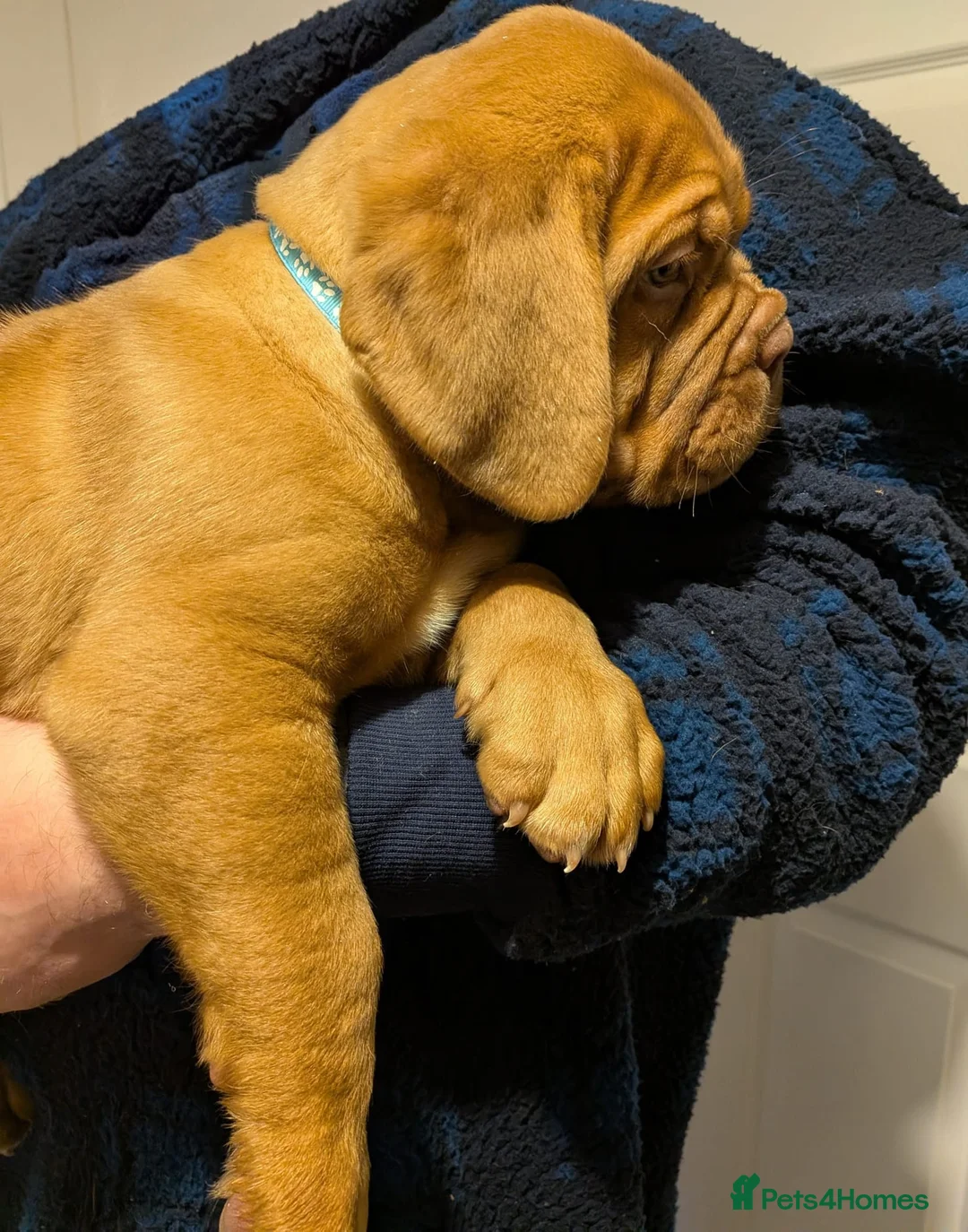Dogue De Bordeaux dogs for sale: Pedigree chunky pups ready on Tuesday  - Advert 15