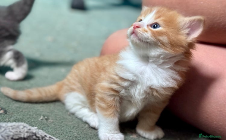 Domestic Shorthair cats - Advert 12