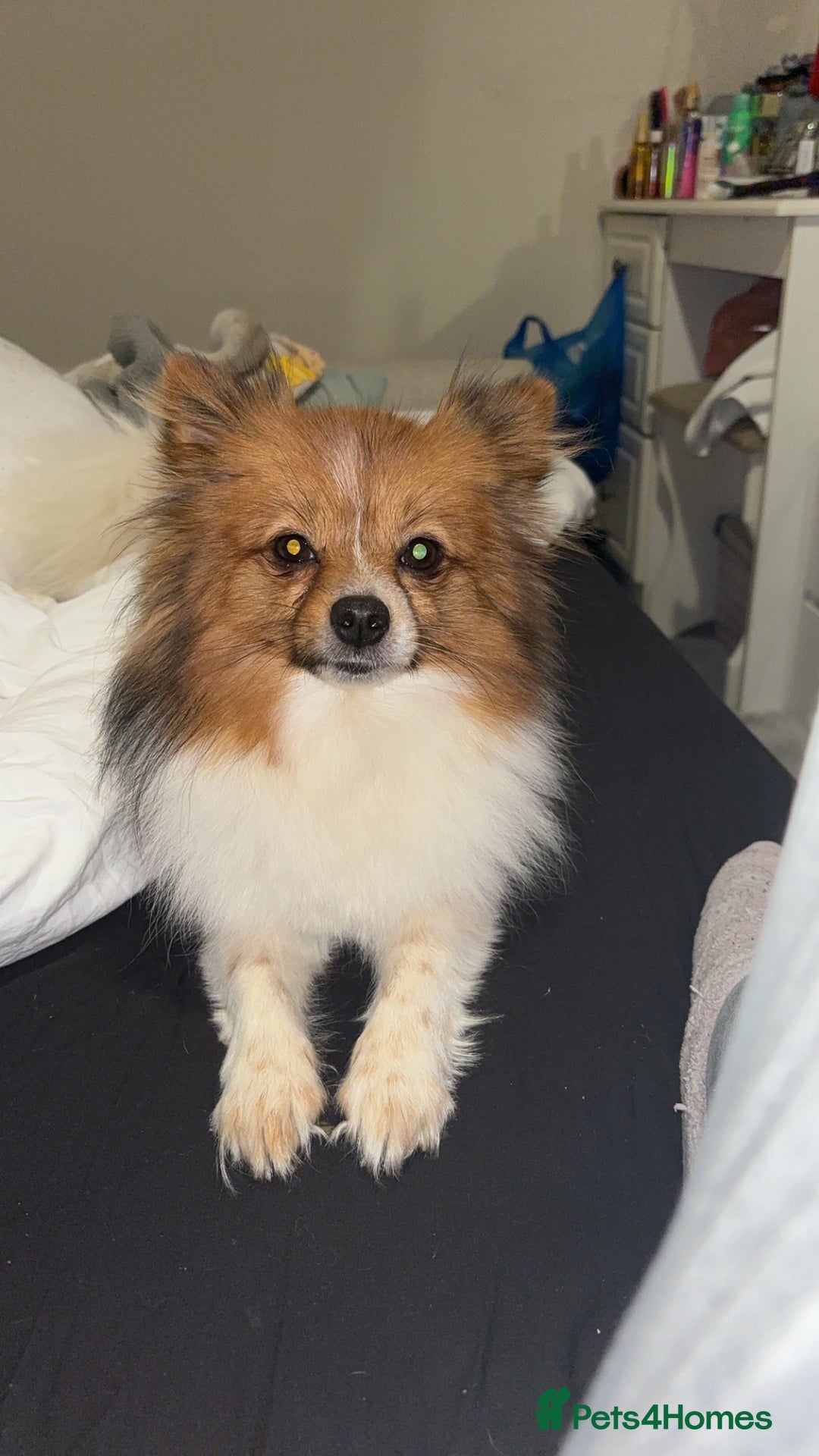 Pomeranian dogs for sale: Pomeranian  - Advert 1