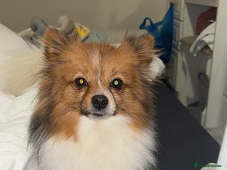 Pomeranian dogs Pomeranian - Advert 1