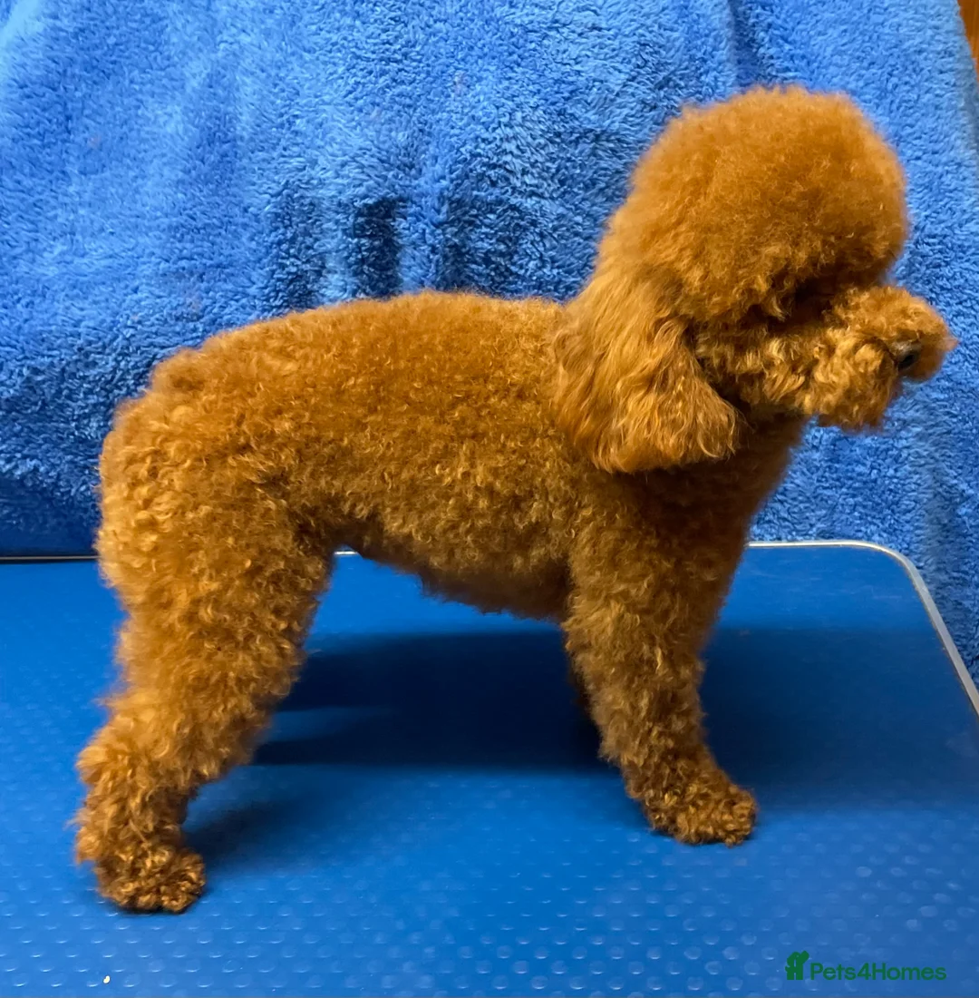 Toy Poodle dogs for stud: Two KC Reg Stud Boys in Burry Port - Advert 3