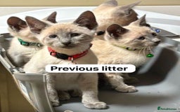 Siamese cats for sale: Traditional Siamese baby’s  - Image 3