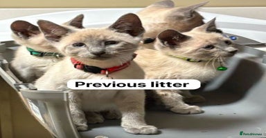 Siamese cats - Advert 12