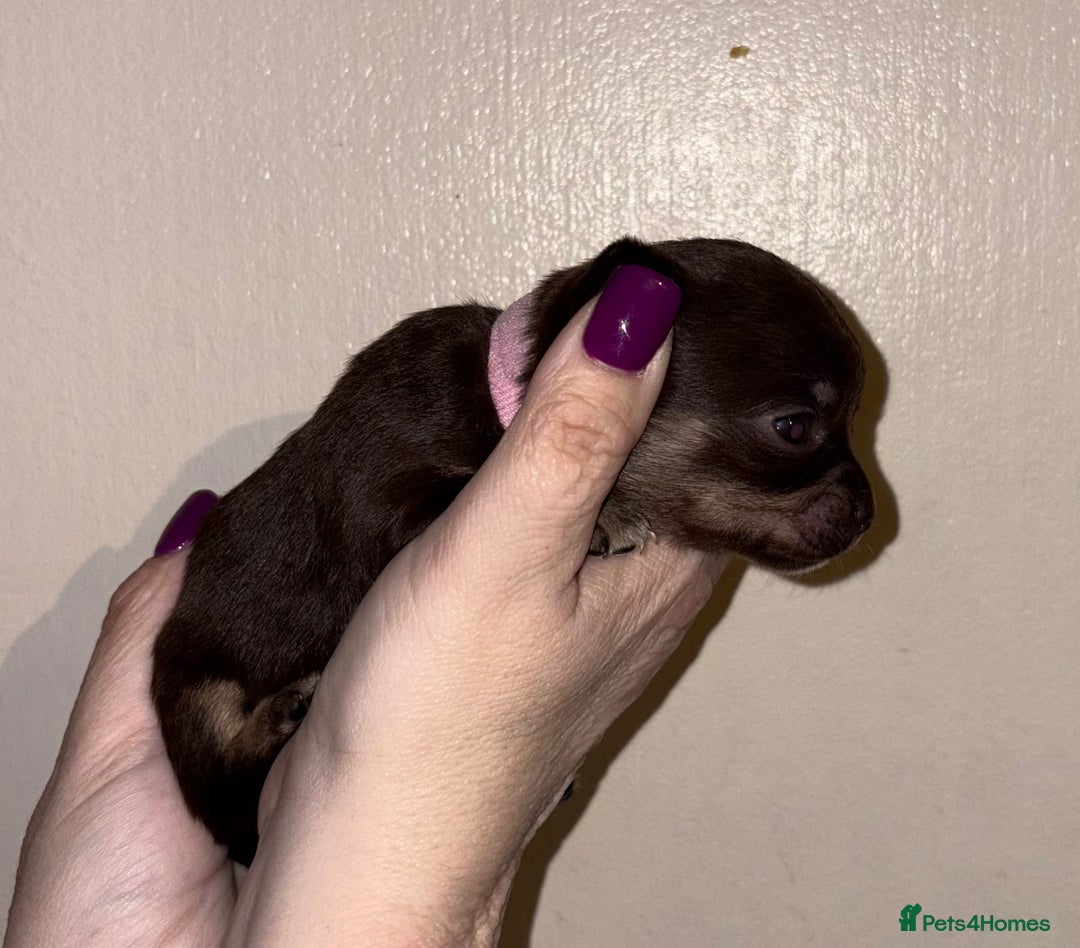 Chihuahua dogs for sale: Beautiful baby chihuahua pups - Image 5