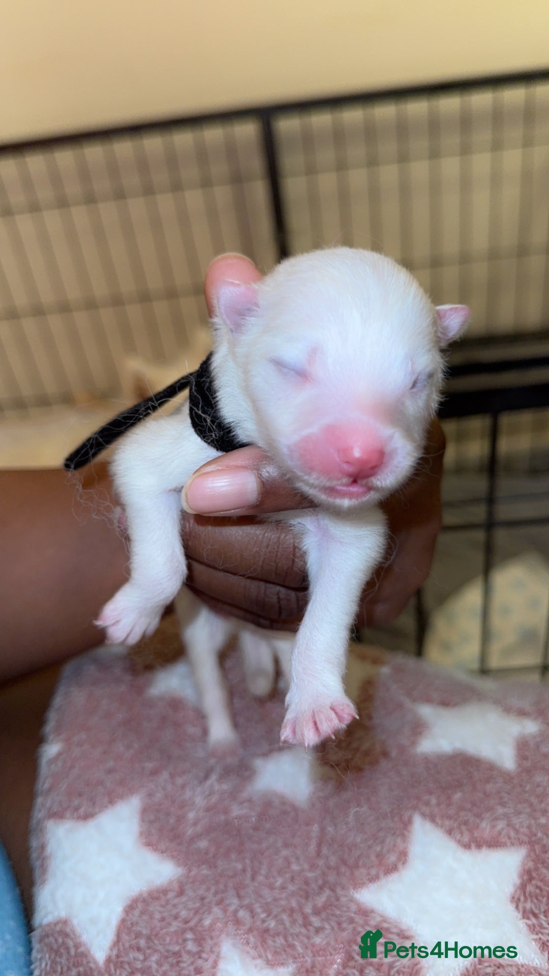 Samoyed dogs for sale: Beautiful Samoyed Pups Ready for a Loving Home  - Advert 22