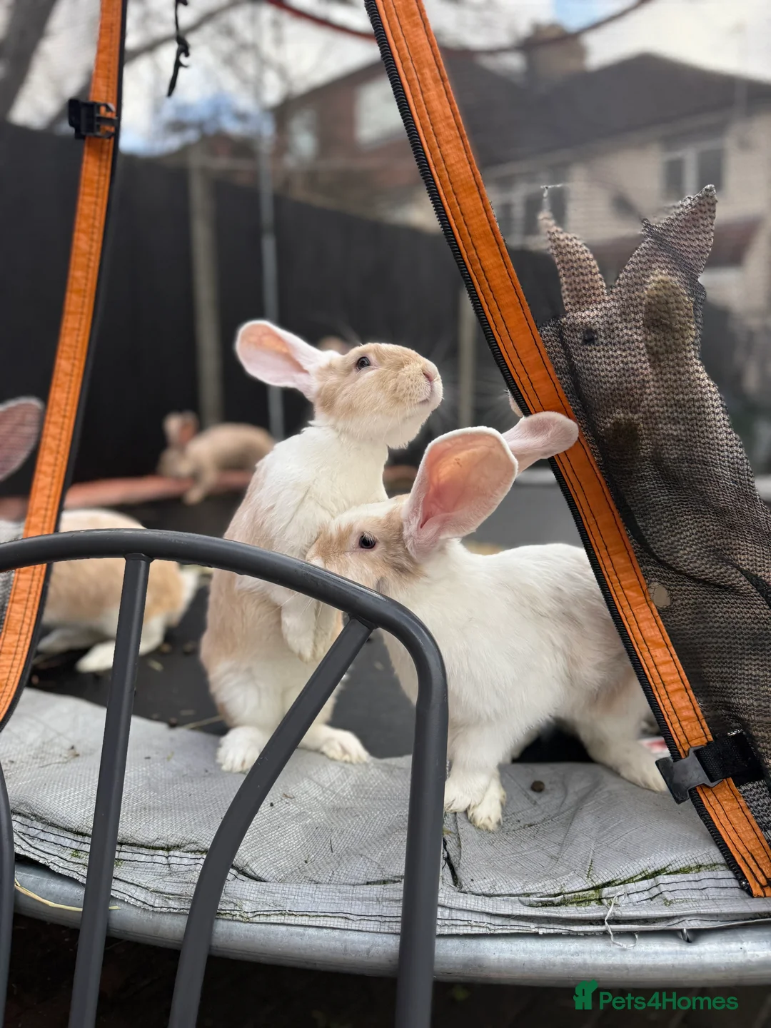 Continental Giant rabbits for sale: Giants Rabbits  - Advert 8