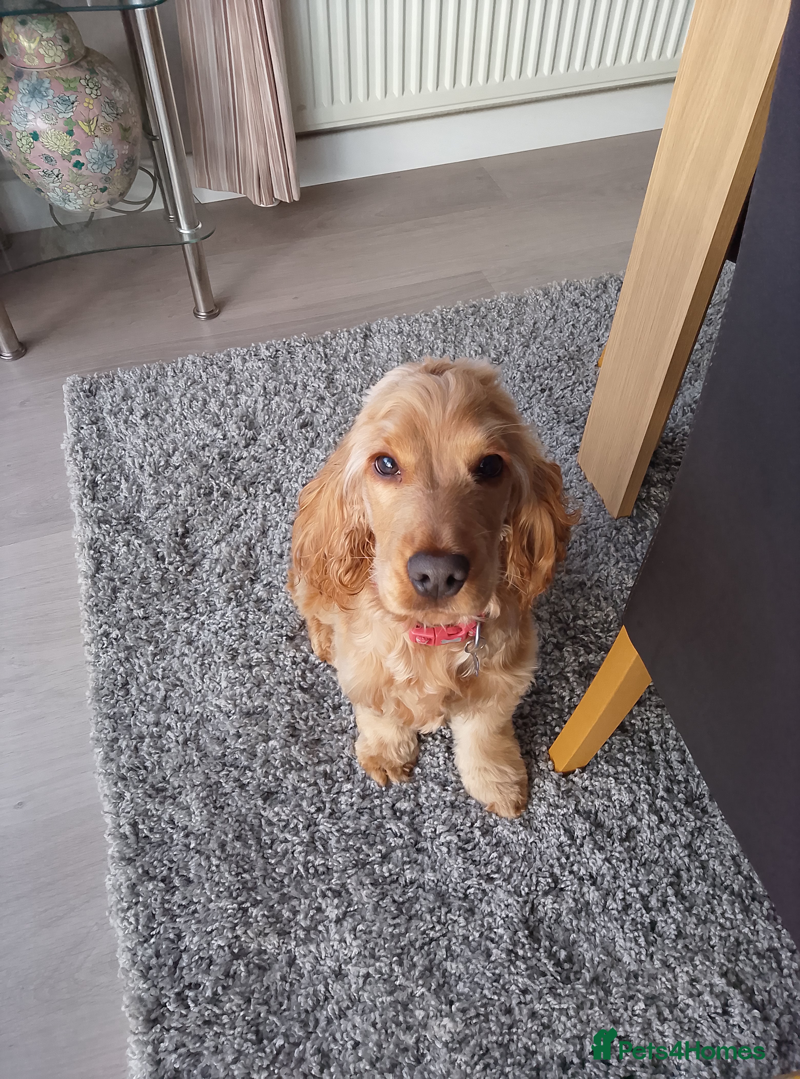 Cocker Spaniel dogs Reserved Pending Collection Cocker Spaniel  - Advert 6