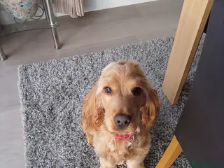 Cocker Spaniel dogs Reserved Pending Collection Cocker Spaniel - Advert 6