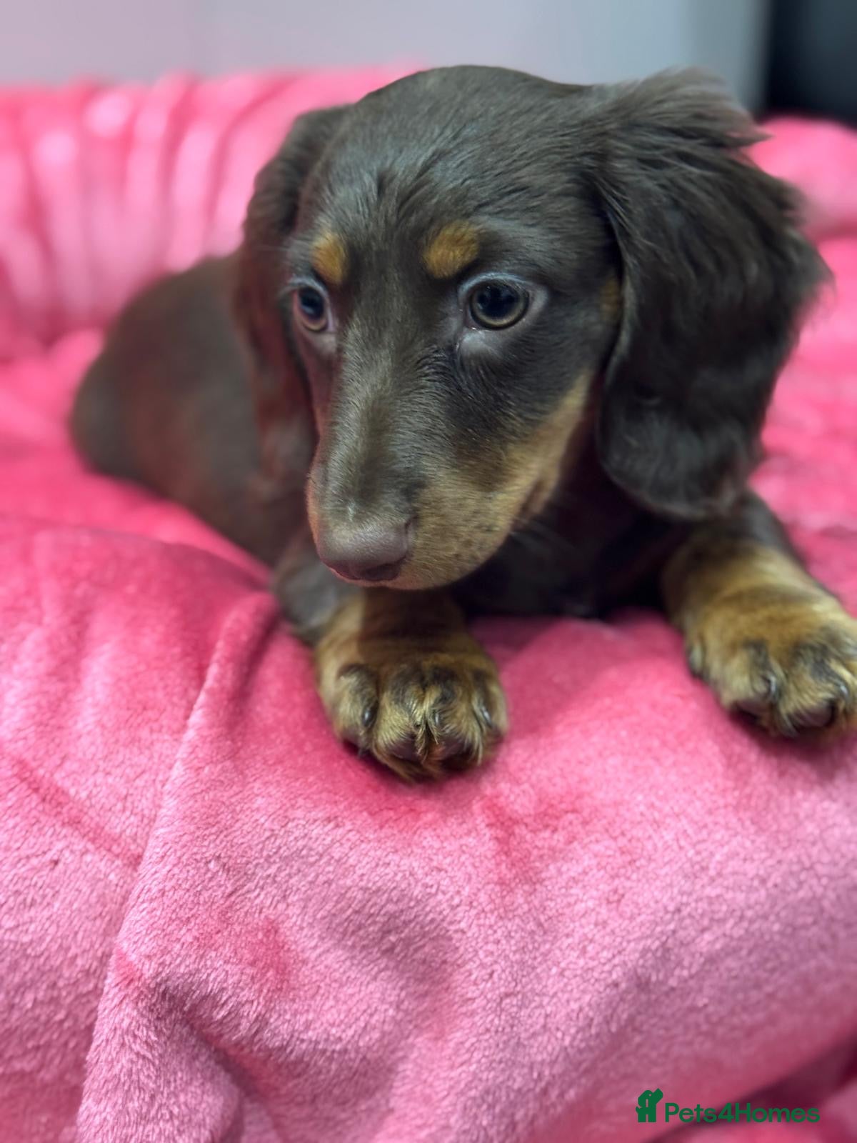 Miniature Dachshund dogs 1 Adorable Miniature Long haired Dachshund Puppy - Advert 1