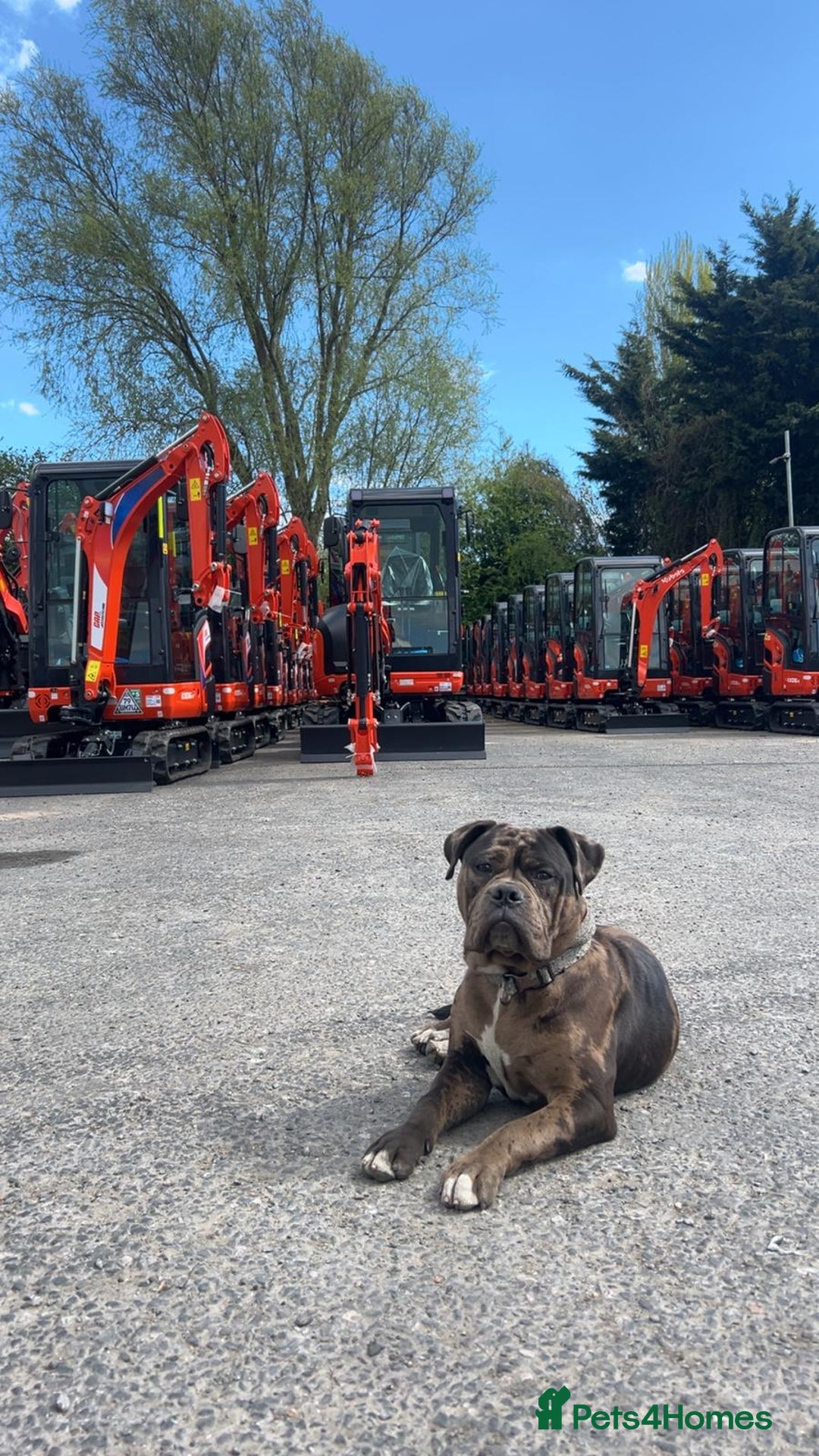 Mixed Breed dogs for sale: Yogi for sale  - Advert 6