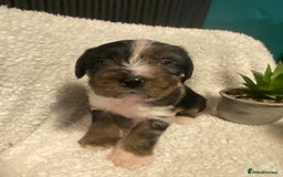 Mixed Breed dogs for sale: Staffypoos for sale - Image 22