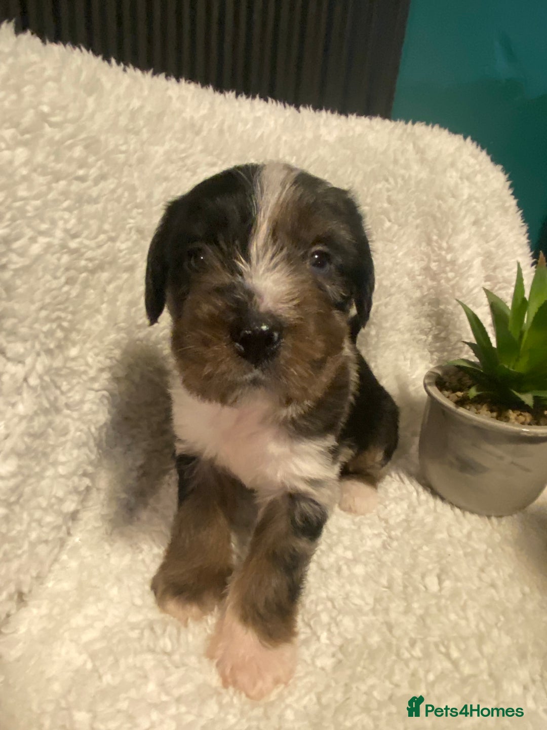 Mixed Breed dogs for sale: Staffypoos for sale - Image 22