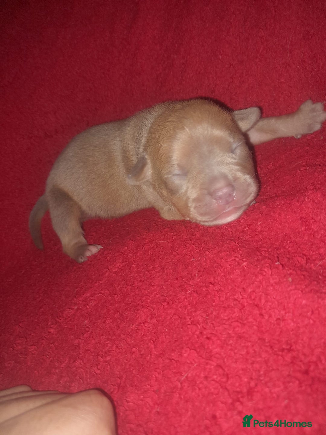 American Bully dogs for sale: American POCKET Bully - Advert 10