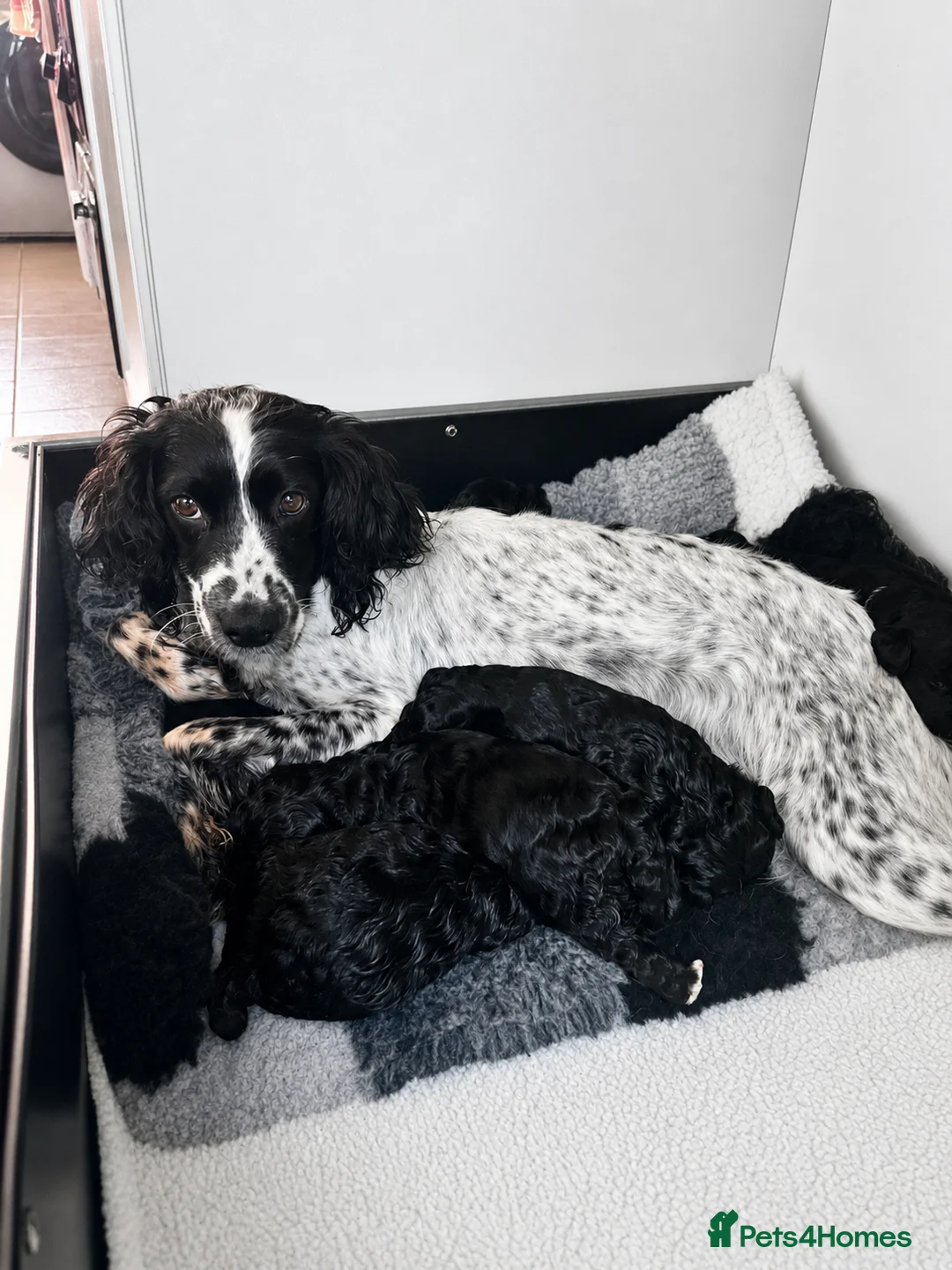 Sproodle dogs for sale: Stunning F1 Sproodles  - Advert 12