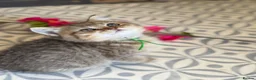 British Shorthair cats for sale: British shorthair/longhair golden kittens  - Advert 17