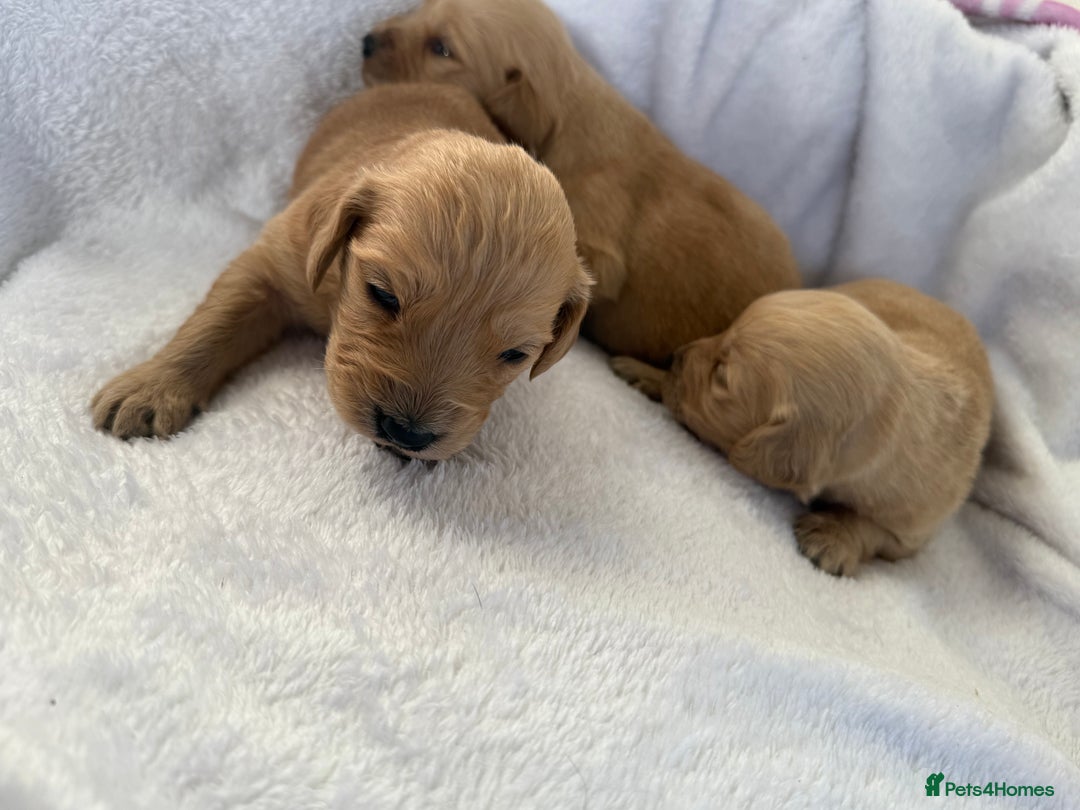 Goldador dogs for sale: Gorgeous Goldador puppies ready to go 22nd  - Advert 14