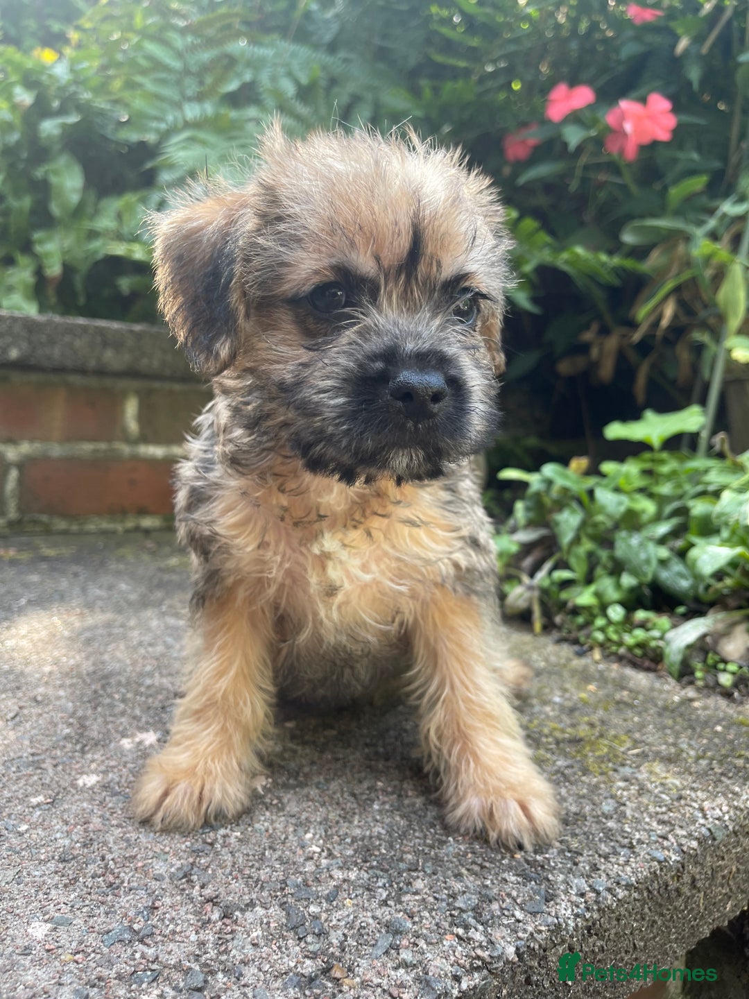 Mixed Breed dogs for sale: ❤️Beautiful Border Terrier cross puppies for sale. - Image 8