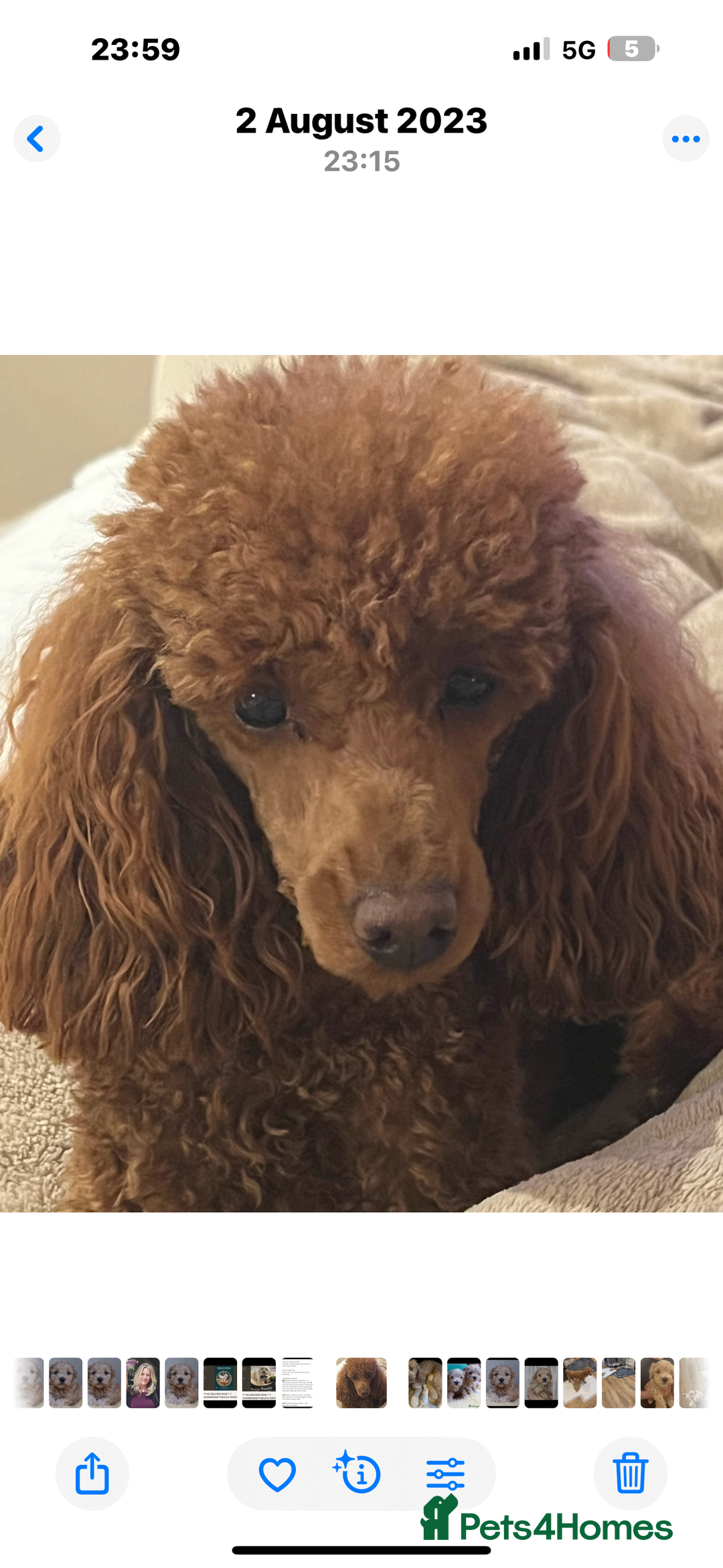 Maltipoo dogs for sale: Stunning maltipoo puppies - Image 8