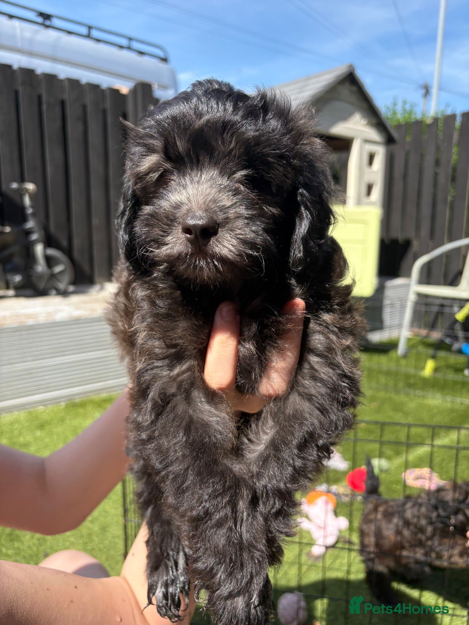 Shihpoo dogs READY NOW! 🧸🤎 Adorable F1B Shihpoo puppies  - Advert 1